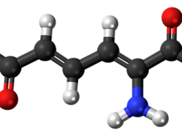 metabolismo