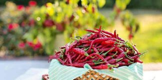 Peperoncino circolazione