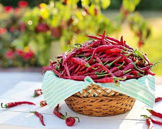 Peperoncino circolazione